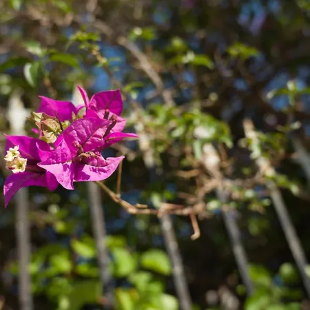 Hébergement de vacances Casa Terra Mani Álika