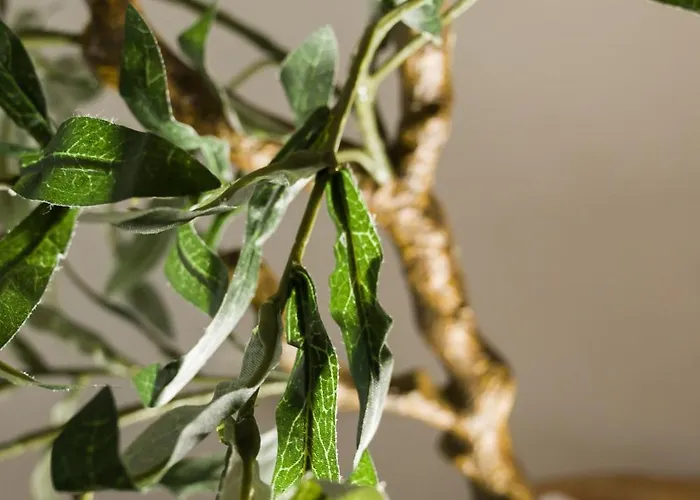 Casa Terra Mani Holiday home Alika