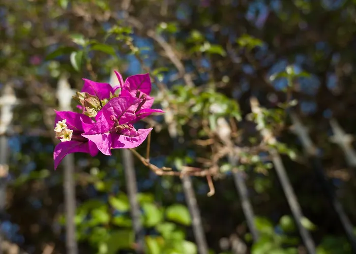 Holiday home Casa Terra Mani Alika